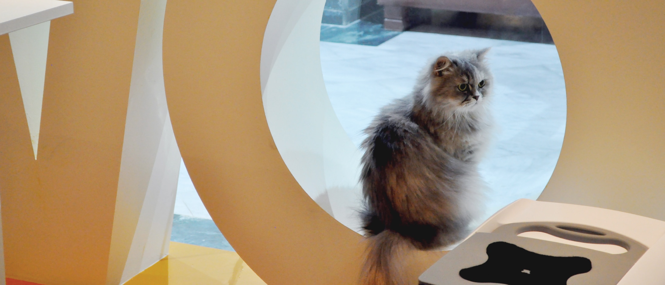 Gatwa W Gahwa, Kuwait's First Cat Cafe Khaleejesque